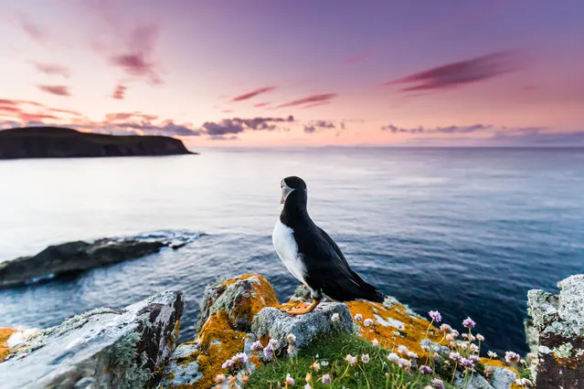 Portfolio award, winner: Puffins: Lost in Thought, Kevin Morgans, United Kingdom. (Photo by Kevin Morgans/2021 Bird Photographer of the Year)