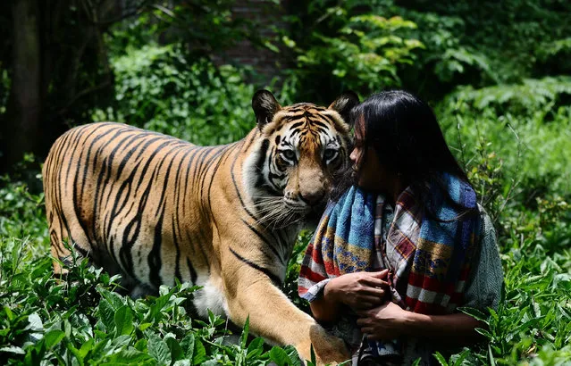 Mulan Jamilah, a 6-year-old Bengal tiger and Abdullah Sholeh, 33, play in the garden beside their home on January 20, 2014 in Malang, Indonesia. (Photo by Robertus Pudyanto/Getty Images)