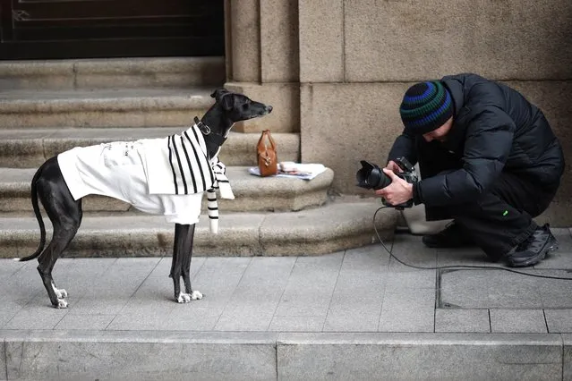 This photo taken on January 10, 2024 shows a man taking photos of a dressed up dog on a street in Shanghai. (Photo by AFP Photo/China Stringer Network)