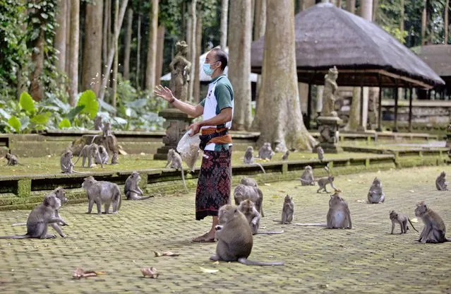 Made Mohon, the operation manager of Sangeh Monkey Forest, feeds macaques with donated peanuts during a feeding time at the popular tourist attraction site in Sangeh, Bali Island, Indonesia, Wednesday, September 1, 2021. (Photo by Firdia Lisnawati/AP Photo)