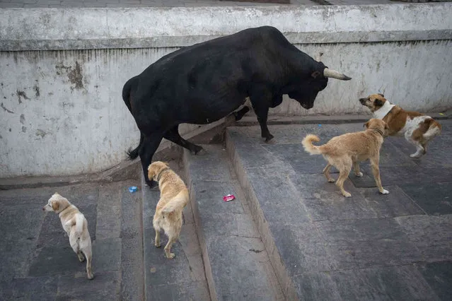 Dogs fight with a bull near Pashupatinath premises in Kathmandu, Nepal, Friday, January 12, 2024. (Photo by Niranjan Shrestha/AP Photo)