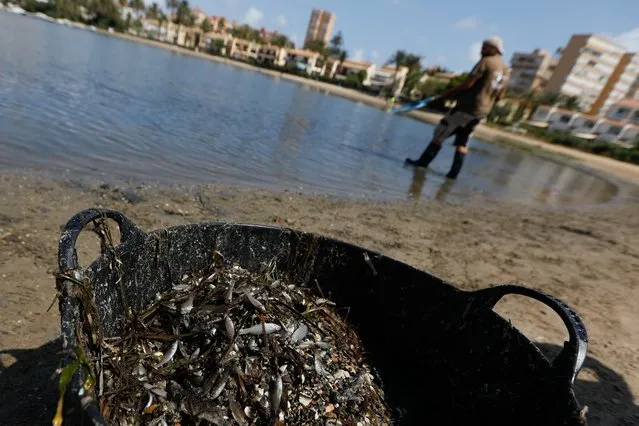 A man collects dead fish that have appeared by the shore of the Isle of Ciervo off La Manga, part of the Mar Menor lagoon in Murcia, Spain, August 19, 2021. Spanish authorities are expanding a ban on harmful fertilizers around the saltwater Mar Menor lagoon on the country's Mediterranean coast, where over the past 10 days several metric tons (tons) of dead fish have washed up. The lagoon is a well-known beauty spot and popular for vacations. (Photo by Edu Botella/Europa Press via AP Photo)
