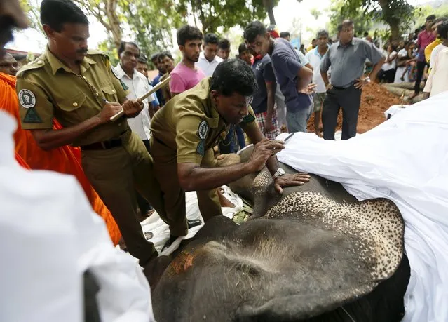 An officer from Wild Life takes pictures of the dead body of elephant Hemantha before the religious ceremony at a Buddhist temple in Colombo March 15, 2016. (Photo by Dinuka Liyanawatte/Reuters)