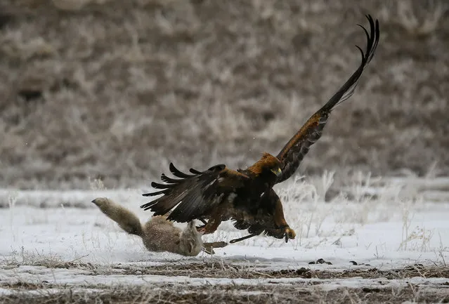A tamed golden eagle attacks a corsac fox during an annual hunting contest in Chengelsy Gorge east of Almaty, Kazakhstan February 11, 2017. (Photo by Shamil Zhumatov/Reuters)