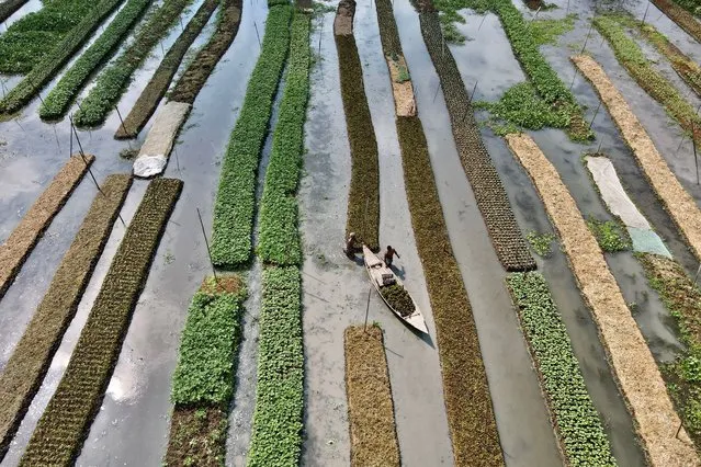 In this aerial photograph taken on September 26, 2021, farmers wade in an inundated field past vegetables growing on seed beds, made of stack layers of water hyacinth and bamboo tied together by their roots to create a raft, in Mugarjhor some 200 kilometres (120 miles) south of Dhaka. Rising sea levels and violent flooding are already putting tens of millions of lives at risk in Bangladesh, but they bring another problem that threatens the entire nation: Water-logged land and high salinity in streams and soil are killing crops. (Photo by Munir Uz Zaman/AFP Photo)