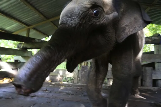 A Sumatran elephant calf that lost half of its trunk, is treated at an elephant conservation center in Saree, Aceh Besar, Indonesia, Monday, November 15, 2021. The baby elephant in Indonesia's Sumatra island has had half of her trunk almost severed off after being caught in what authorities alleged Monday was a trap set by poachers who prey on the endangered species. The trunk had to be amputated to save the elephant’s life. (Photo by Munandar/AP Photo)