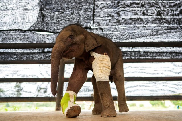 A three-month-old baby elephant saved from a hunter's trap and sent for medical treatment for its mangled right front leg and recovery process is seen in Nong Nooch Tropical Garden in Chonburi, Thailand, December 2, 2021. (Photo by Athit Perawongmetha/Reuters)