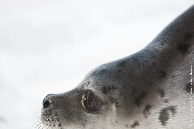 A harp seal pup