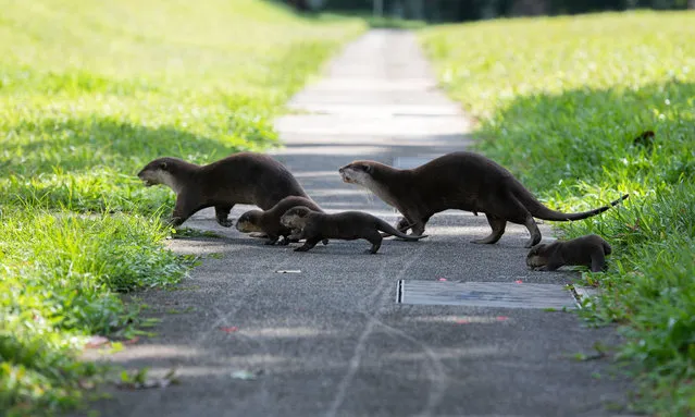 A family of smooth-coated otters make their way to a canal to practise swimming near Singapore River. Comprising of three adults and three pups their home is in the city centre. (Photo by Xinjiapo/Xinhua/Barcroft Images)