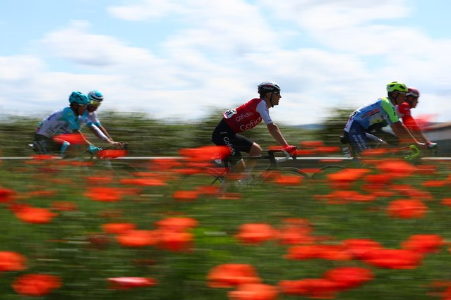 The pack rides past poppies near Faenza during the 13th stage of the 107th Giro d'Italia cycling race, 179km between Riccione and Cento, on May 17, 2024. (Photo by Luca Bettini/AFP Photo)