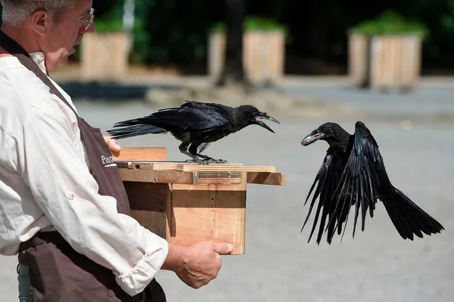 Christophe Gaborit, in charge of the falconry at Le Puy du Fou theme park looks at two of his crows, trained to collect cigarette ends and wastes on the parking of Le Puy du Fou, in Les Epesses, western France on August 14, 2018. Six crows specially trained to pick up cigarette ends and rubbish were put to work last week at a French historical theme park. (Photo by Sebastien Salom Gomis/AFP Photo)