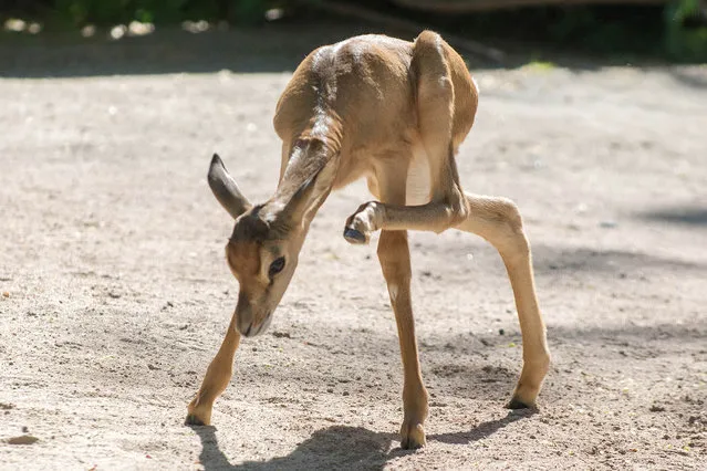 The Baby Gazelle “Anton” at the Frankfurt Zoo in Frankfurt, Germany on May 4, 2016. The young animal was born on April 14. (Photo by Bernd Kammerer/Startraksphoto.com)