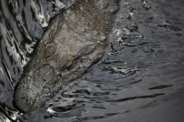 A broad-snouted caiman swims in a water channel in the affluent Recreio dos Bandeirantes suburb of Rio de Janeiro, Brazil, October 14, 2013. (Photo by Felipe Dana/AP Photo)