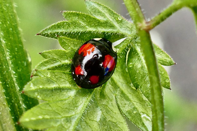 A harlequin ladybird (Harmonia axyridis) crawls along a leaf in the rain in Emmer Green, Berkshire, UK on April 28, 2024. (Photo by Geoffrey Swaine/Rex Features/Shutterstock)