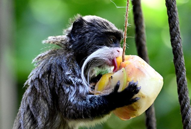 A tamarin eats frozen fruits to cool off at the "Bioparco" zoo during a heat wave in Rome on July 18, 2024. (Photo by Tiziana Fabi/AFP Photo)