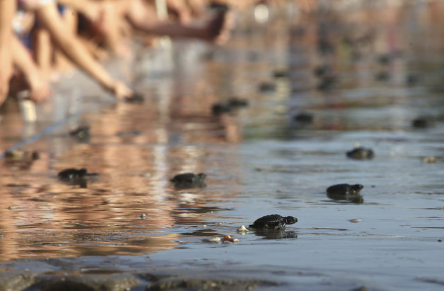 Baby sea turtles are released into the ocean from Kuta beach, Bali, Indonesia on Tuesday, July 23, 2024. About three hundred newly hatched Lekang turtles were released during a campaign to save the endangered sea turtle. (Photo by Firdia Lisnawati/AP Photo)