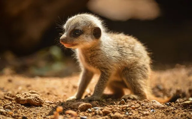 Undated handout photo issued by Chester Zoo of one of the five baby meerkats, born one month ago at the Zoo, who have taken their first steps outside. Keepers have yet to give them names as they don't know if they're male or female. The tiny newcomers made their first public appearances after being hidden away in burrows by their parents since being born on April 20. (Photo by Steve Rawlins/PA Wire/Chester Zoo)