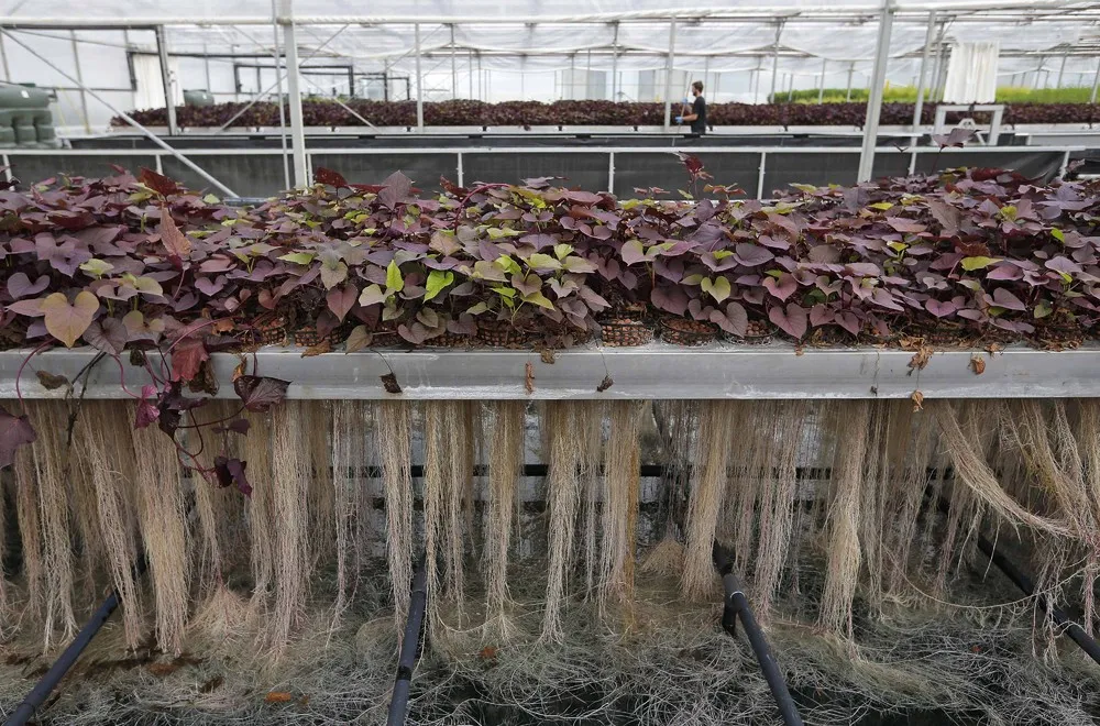 Plant Advanced Technologies