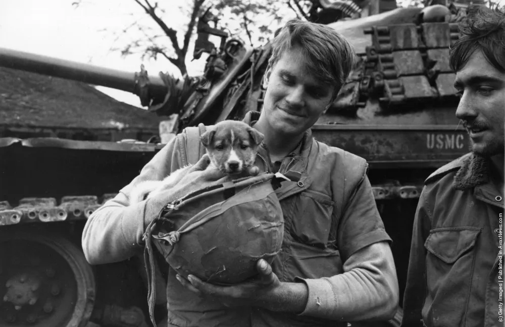 Simply Some Photos: Animals at War