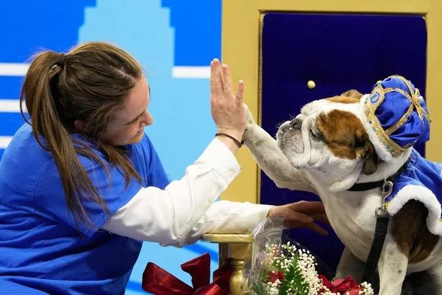 Maggie Estby, of Champlin, Minn., high-fives her bulldog Bam Bam after the pooch was crowned the winner of the annual Drake Relays Beautiful Bulldog Contest, Monday, April 25, 2022, in Des Moines, Iowa. The pageant kicks off the Drake Relays festivities at Drake University where a bulldog is the mascot. (Photo by Charlie Neibergall/AP Photo)