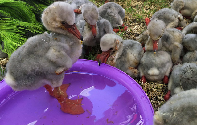 In this photo taken on Saturday, January 26, 2019 photo, rescued flamingo chicks have access to water at a centre after being rescued from a dried out dam in Kimberley, South Africa. A special airlift for thousands of baby flamingos is under way in South Africa as drought has put their breeding ground in peril. A reservoir that hosts one of southern Africa's largest flamingo populations is drying up. (Photo by AP Photo/Stringer)