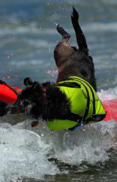 A dog competes during the during the 6th annual Loews Coronado Bay resort surf dog competition in Imperial Beach