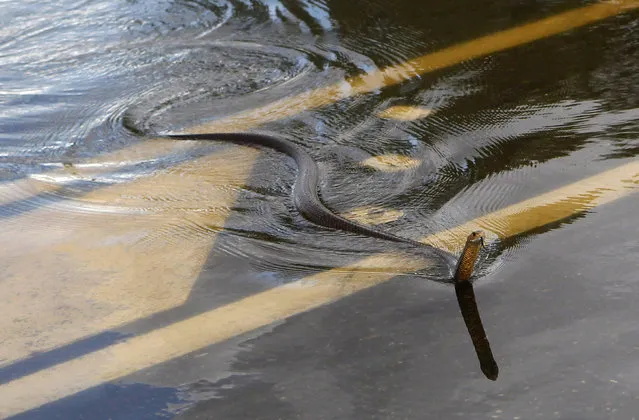A snake crosses the Capricorn Highway which is under floodwaters 6km south of Rockhampton, Australia January 3, 2011. (Photo by Daniel Munoz/Reuters)