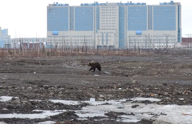 A brown bear strolls through wasteland in front of the hospital in the Arctic city of Norilsk on May 22, 2022. (Photo by Irina Yarinskaya/AFP Photo)