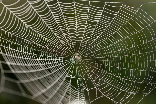 A spider spins a web early in the morning in a rice field in Kathmandu, Nepal, 08 October 2024. (Photo by Narendra Shrestha/EPA/EFE)