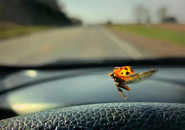 In Sleepy Eye, Minn., a ladybug flew through the open window of a car driven by the photographer, who took a photo of it on the steering wheel on October 18, 2019. (Photo by Michael S. Williamson/The Washington Post)