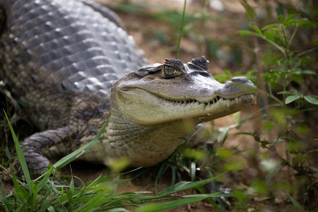 A Spectacled caiman (Caiman crocodilus) is seen on the shore of the stream near Las Tiamitas, in the northern region of Apure State, Venezuela, on October 5, 2024. (Photo by Federico Parra/AFP Photo)