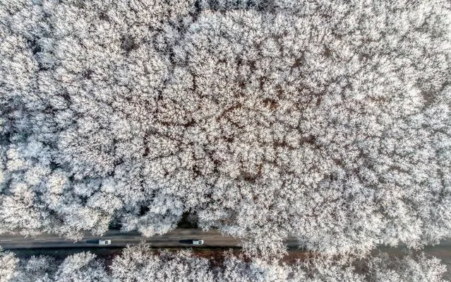 A picture taken with a drone shows vehicles moving on a road between hoar-frost covered trees near Debrecen, Hungary, 16 January 2020. (Photo by Zsolt Czegledi/EPA/EFE/Rex Features/Shutterstock)