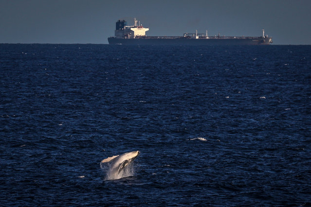 A whale jumps out of the water as a container ship sails behind off Sydney's Bondi Beach on October 17, 2024. (Photo by David Gray/AFP Photo)