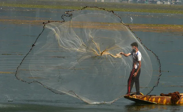 A Kashmiri fisherman throws net from a shikara, a traditional gondola, on Dal Lake in Srinagar on August 11, 2015. (Photo by Tauseef Mustafa/AFP Photo)