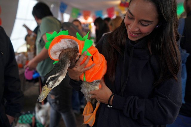 A pet owner shows off her pet duck dressed as a jack-o-lantern as they arrive to compete in a pet costume contest as part of the Day of the Dead festivities in Mexico City, Sunday, October 27, 2024. ({hptp by Fabiola Sanchez/AP Photo)