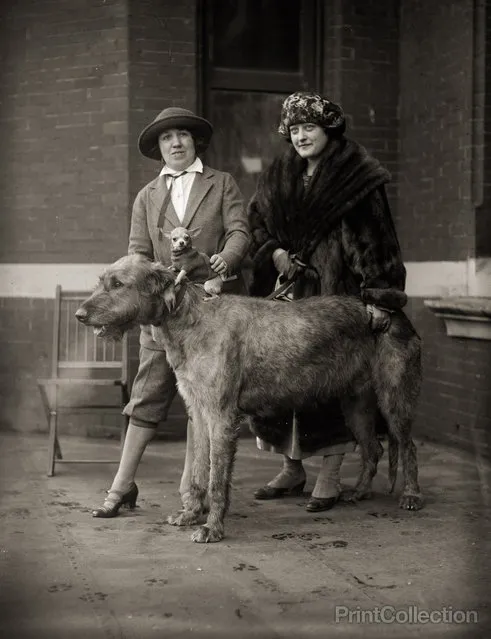 All Creatures LARGE and small. Dog show, photographed by the USA National Photo Compnay in 1923