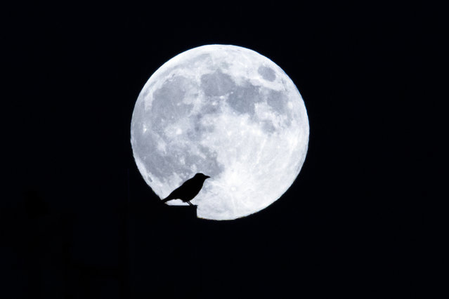 A bird is silhouetted against the full moon rising over Zurich, Switzerland on 15 November 2024. (Photo by Michael Buholzer/EPA/EFE)
