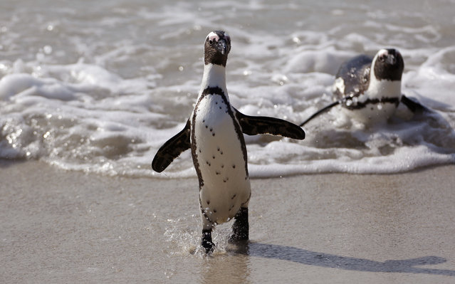 A Penguin runs out of the ocean after swimming with other penguins at Boulders beach a popular tourist destination in Simon's Town, South Africa, Thursday, August 27, 2015. The penguins on South Africa's west coast are a big tourist attraction, but their numbers have declined and scientists are still debating whether fishing has helped push the species to the brink of extinction. (Photo by Schalk van Zuydam/AP Photo)