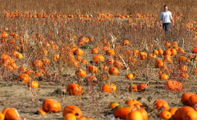 A woman searches for a pumpkin for the upcoming Halloween holiday at Rock Creek Farm in Broomfield, Colorado October 27, 2016. (Photo by Rick Wilking/Reuters)