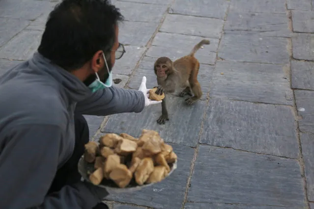 In this Tuesday, March 31, 2020, photo, a Nepalese volunteer feeds monkeys at Pashupatinath temple, the country's most revered Hindu temple, during the lockdown in Kathmandu, Nepal. Guards, staff and volunteers are making sure animals and birds on the temple grounds don't starve during the country's lockdown, which halted temple visits and stopped the crowds that used to line up to feed the animals. (Photo by Niranjan Shrestha/AP Photo)