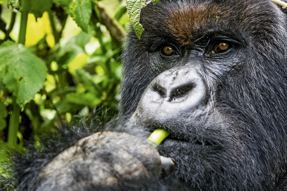 A Drunk Mountain Gorilla