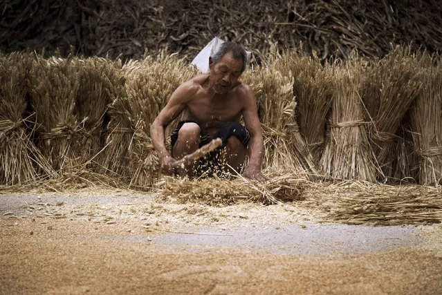 An elderly man works in wheat fields near the house where blind activist Chen Guangcheng was under house arrest, at Dongshigu village in Shandong province, China, Friday, June 8, 2012. (Photo by Andy Wong/AP Photo)