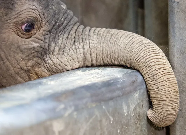 The male elephant baby looks out of their enclosure in Halle, eastern Germany, Friday, August 5, 2016. The elephant was born on Aug. 3, 2016, and weights 105 kilograms. (Photo by Jens Meyer/AP Photo)