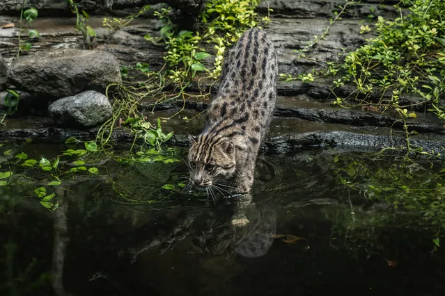 A fishing cat (Prionailurus viverrinus) is seen inside its enclosure at Gembira Loka zoo closed for public to curb the spread of the coronavirus on May 5, 2020 in Yogyakarta, Indonesia. According to media and the Indonesian Zoological Association (PKBSI), tens of thousands of zoo animals across Indonesia are at risk of food shortage due to a lack of revenue during the COVID-19 pandemic, and can only afford to feed their animals until mid-May, they might allow zoos to feed herbivores to carnivores, as long as they are not rare or endangered species. Indonesian officials have so far confirmed over 12,000 cases of COVID-19 in the country with at least 872 recorded fatalities. The coronavirus (COVID-19) pandemic has spread to at least over 200 countries and territories across the world, claiming over 240,000 lives and infecting over three million more. (Photo by Ulet Ifansasti/Getty Images)