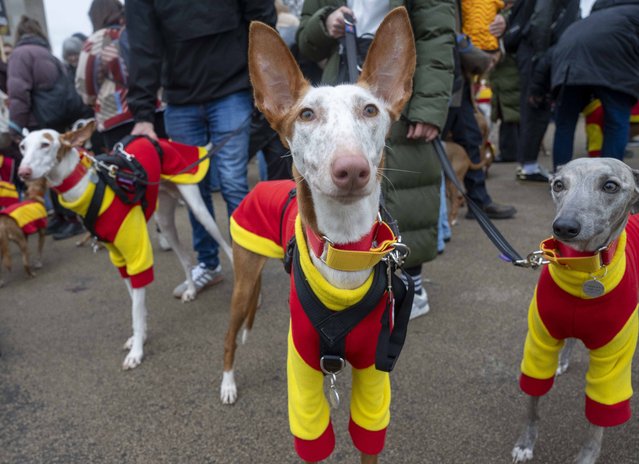 Hundreds of animal lovers and their patriotically dressed pooches march through the streets of London to the Spanish embassy on February 2, 2025, to call on the country’s government to ban hunting with dogs. (Photo by Jeff Moore/The Times)