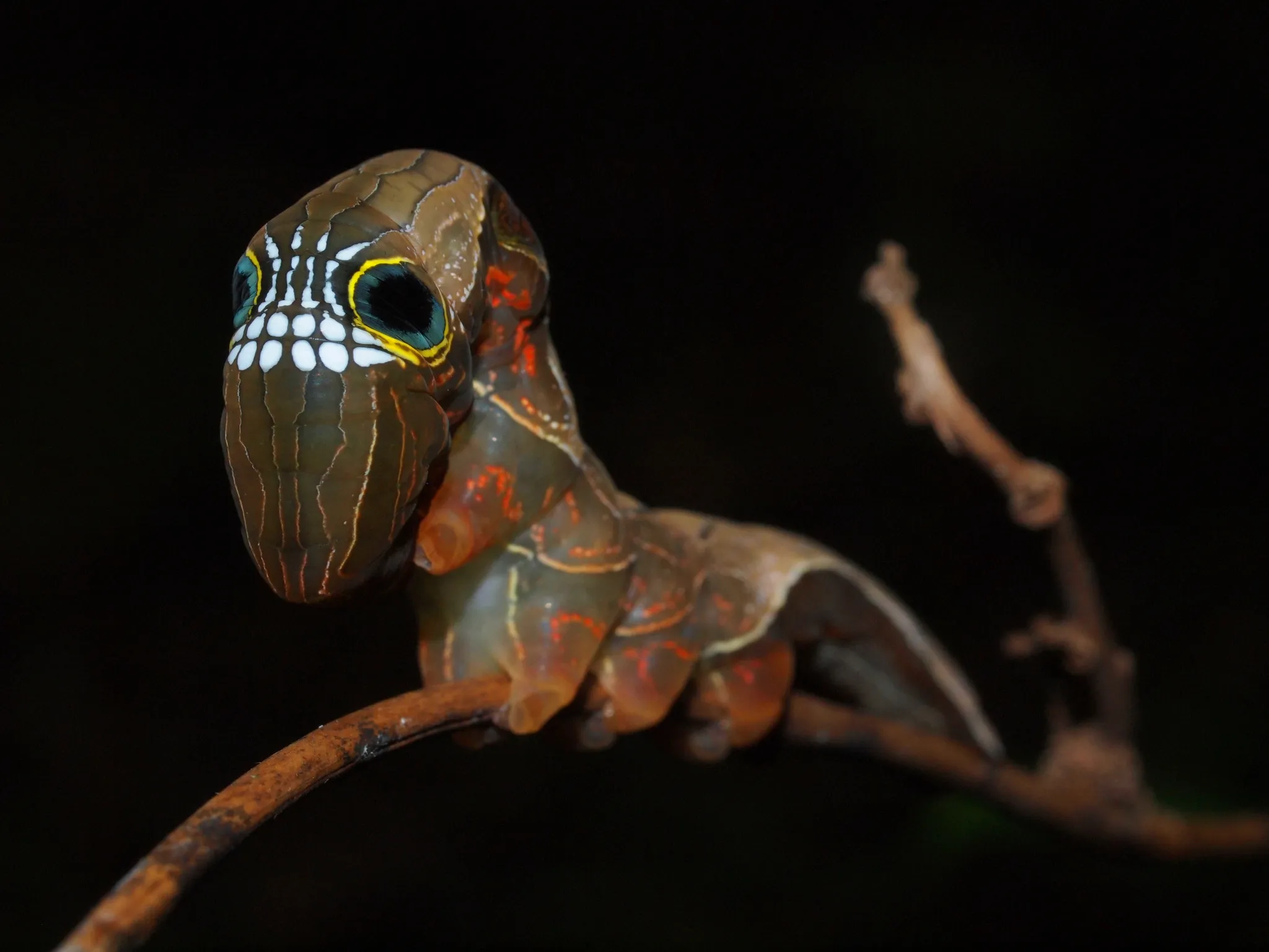 Необычные существа. Гусеница бабочки phyllodes Imperialis. Phyllodes Imperialis гусеница. Skull Caterpillar гусеница. Гусеница императорской фруктовой моли.