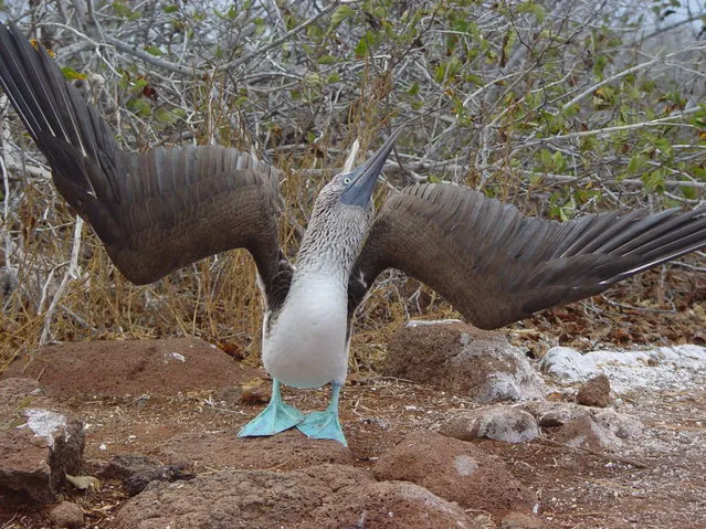 Blue-Footed Booby