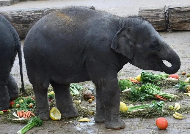 Baby elephant Amithi enjoys some fresh fruit and vegetables at the elephants' enclosure at the zoo in Hanover, central Germany, on October 7, 2014. In line with a European breeding programme, Amithi and other members of the elephant family will move to the Belgian Pairi Daiza zoo in Brugelette near Brussels. (Photo by Holger Hollemann/AFP Photo/DPA)