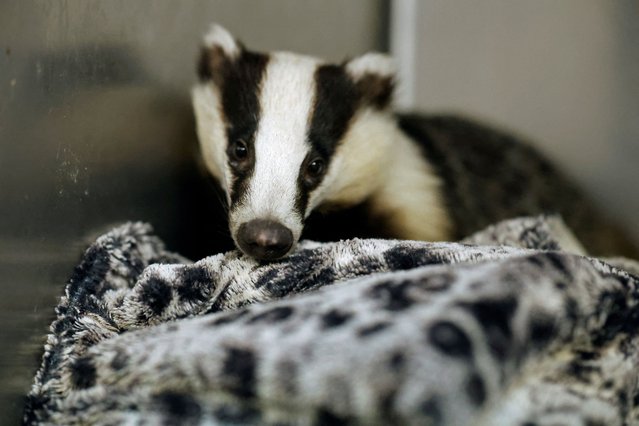 A young badger, injured by a car, is seen after being rescued by Kildare Wildlife Rescue, who rehabilitate and return injured, sick and orphaned wildlife back to the wild after their recovery, during the beginning of orphan season, in Kildare, Ireland, on March 18, 2025. (Photo by Clodagh Kilcoyne/Reuters)