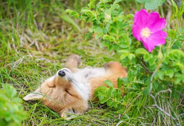 An Ezo red fox is caught sunbathing under a bed of Ramanas roses in Hokkaido, Japan in the first decade of September 2024. Ezo is a Japanese word meaning “foreigner” and refers to the historical lands of the Ainu people to the north of Honshu, which the Japanese named Ezo-chi. Their habitat ranges widely from grassland to alpine belts in Hokkaido. (Photo by Ayami Kawai/Media Drum Images)